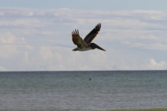 Brown Pelican