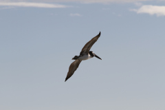 Brown Pelican