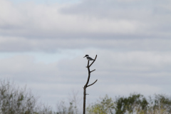 Belted Kingfisher