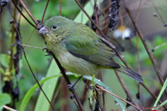 Painted-Bunting-female