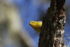 Pine-Warbler