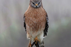 Red-Shouldered-Hawk