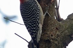 Red-bellied-Woodpecker