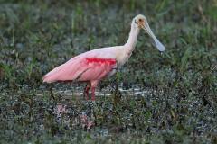 Roseate Spoonbill