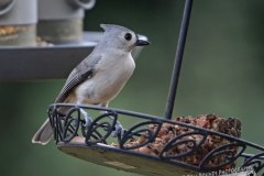 Tufted Ttitmouse