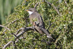 Yellow-billed-Cuckoo