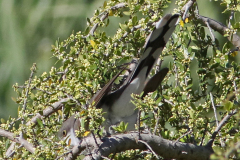 Yellow-billed-Cuckoo