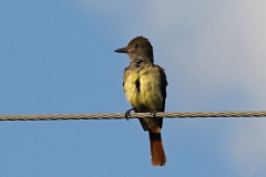 Great-Crested-Flycatcher