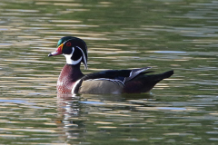 wood-duck