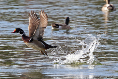 wood-duck