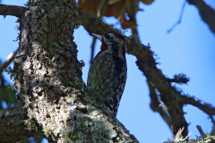 yellow-bellied-sapsucker