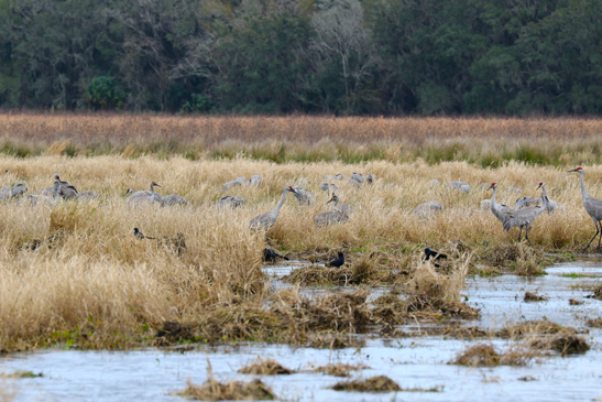 Sand Hill Crane