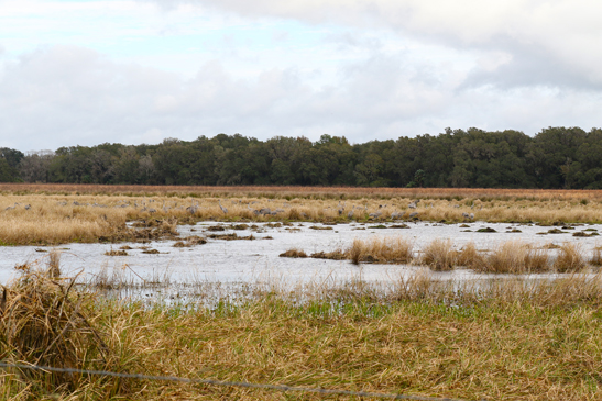 Paynes Prairie Preserve