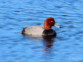 Redhead Duck