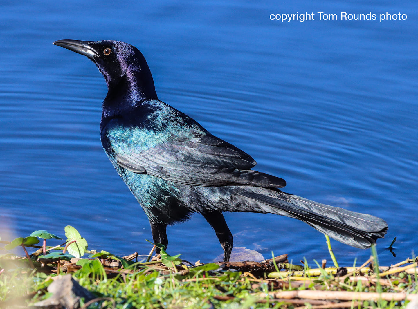 Circle B Bar Reserve – For The Love Of Birding