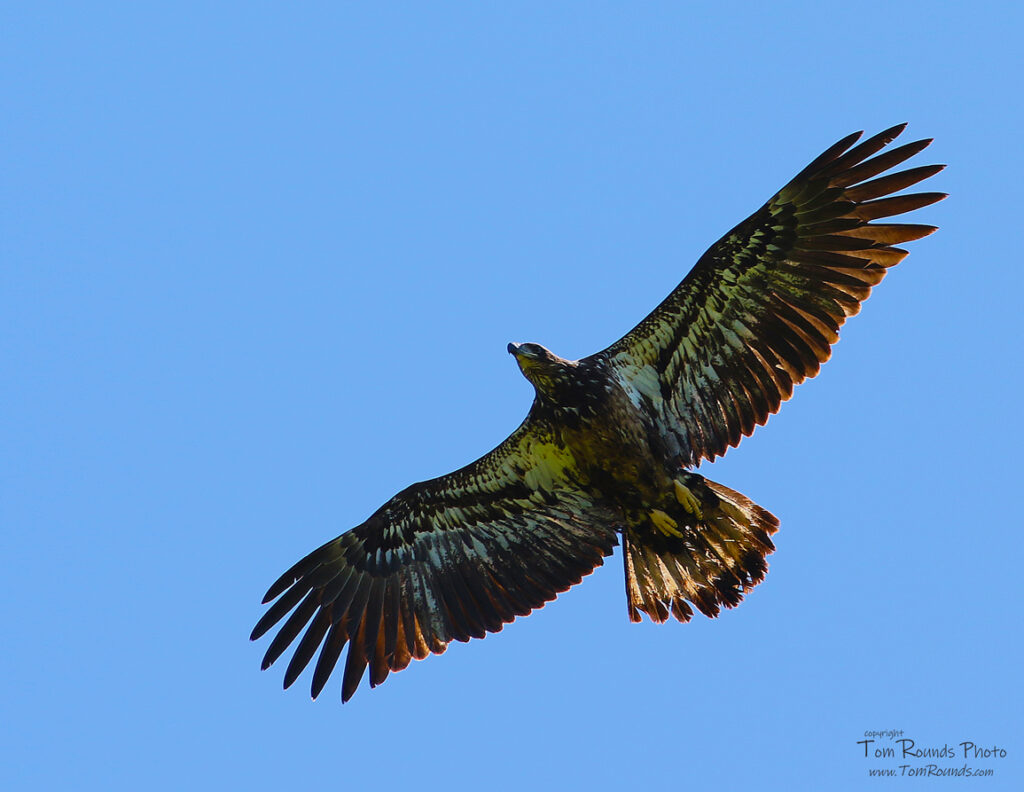 Bald Eagle